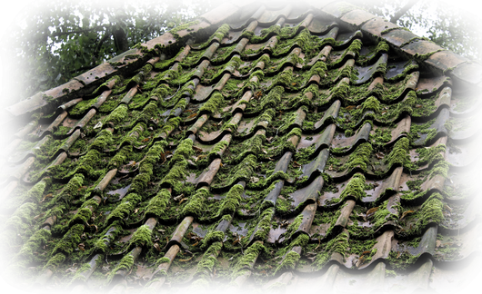 Mousse sur toiture tuile Mousse sur toiture tuile